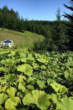 Ford Focus RS WRC 2006 года